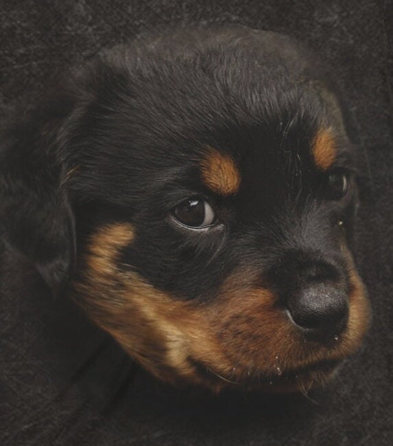 Rottweiler Owner T-Shirt - rottweiler breed print design