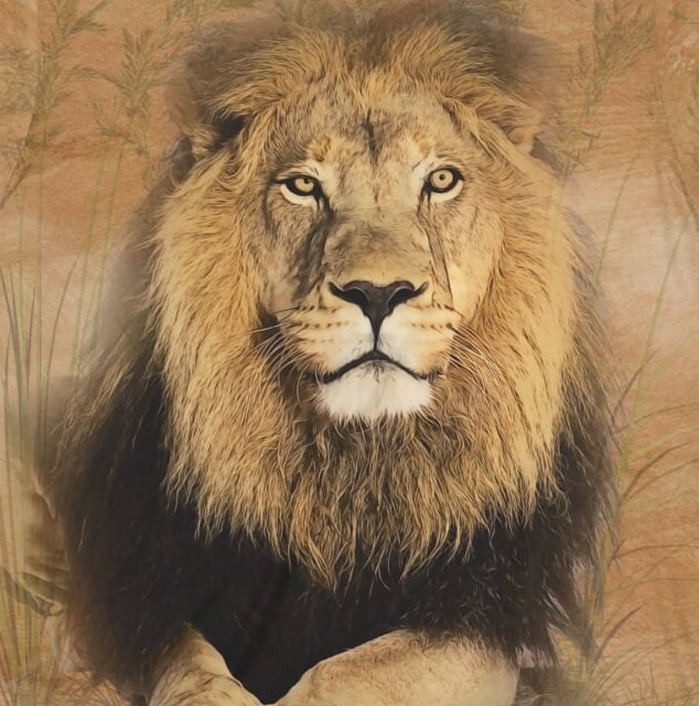 African Lion T-Shirt - african lion print design