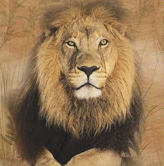African Lion T-Shirt - african lion print design