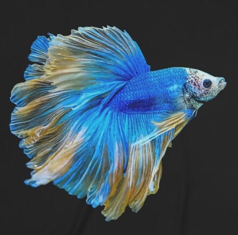 Blue Betta Fish T-Shirt - blue betta fish print design