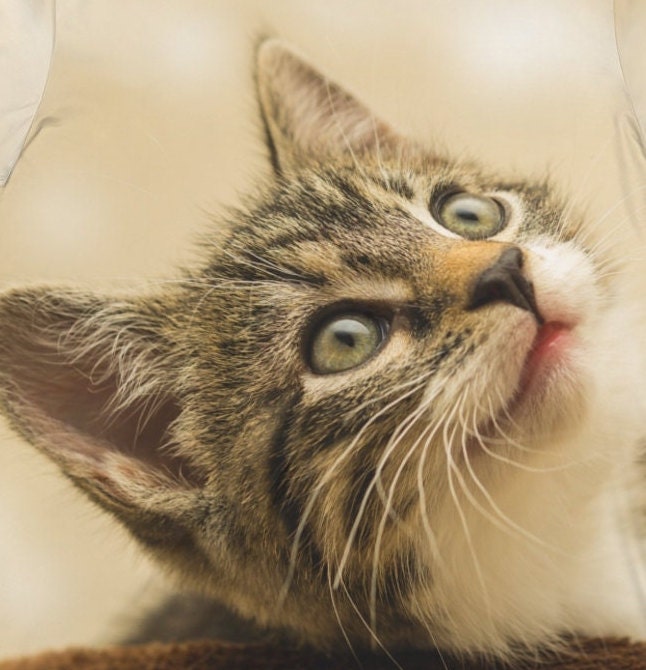 Brown Cat Kitty T-Shirt, Cute Cat Shirt, Cute Kitty Lover Shirt, Cat Owner Gift, Boy Girl Cat Shirt, Animal Adult Kids T-Shirt Image 2