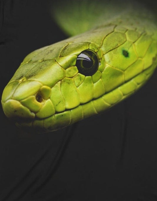 Green Mamba Snake T-Shirt - green mamba print design