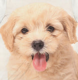 Labradoodle Dog T-Shirt, Labradoodle Owner Shirt, Dog Lover Shirt, Dog Gift, Boy Girl Dog Shirt, Animal Adult Kids T-Shirt Image 2