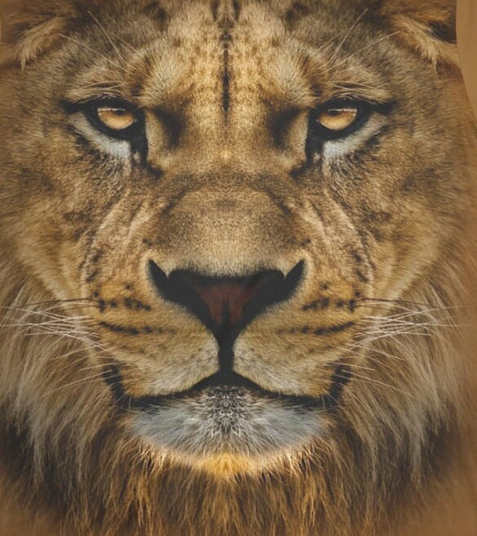 African Lion T-Shirt - african lion print design