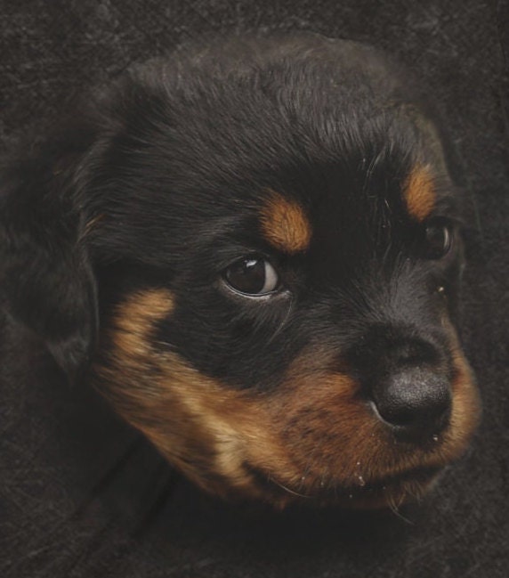 Rottweiler Dog T-Shirt, Rottweiler Owner Shirt, Dog Lover Shirt, Rottweiler Gift, Boy Girl Dog Shirt, Animal Adult Kids T-Shirt Image 2