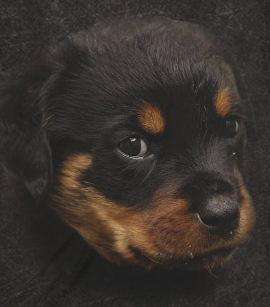 Rottweiler Owner T-Shirt - rottweiler breed print design