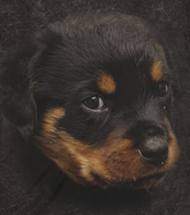 Rottweiler Owner T-Shirt - rottweiler breed print design