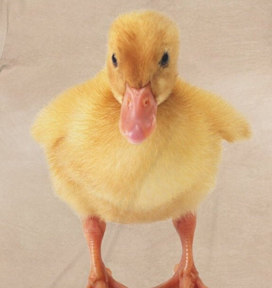 Duck And Duckling T-Shirt - duck and duckling wildlife design