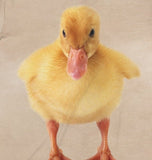 Duck Duckling T-Shirt, Duck Lover Shirt, Cute Duckling Gift, Boy Girl Duckling Shirt, Animal Adult Kids T-Shirt Image 2